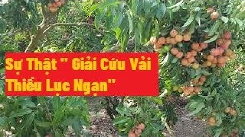 Sự Thật Của Việc " Giải Cứu Vải Thiều Lục Ngạn" I Vải Thiều Lục Ngạn Bắc Giang