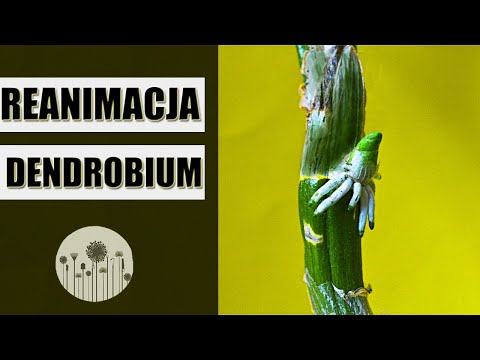 Wideo: Orchidea Dendrobium Nobile: fotografia, pielęgnacja domowa