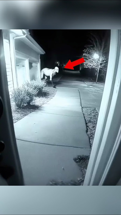 Skinwalker Disguised As Animals ☢️ Part-10 #scary #shorts