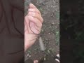 حشر تشبه الجراد تسمى الشظوه 