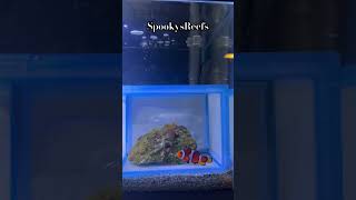 #Clownfish Pairing Method P1 🪸 #nanoreef #subscribe #like #support #spookysreefs #reeftank #bta #Clownfish Pairing Method P1 🪸 #nanoreef #subscribe #like #support #spookysreefs #reeftank #bta