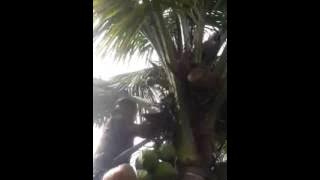 Video lucu naik pohon kelapa