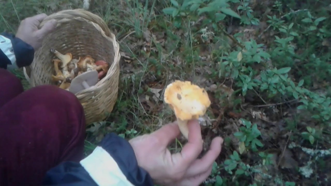 El verano de las setas