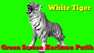 Green Screen Harimau Putih - Macan Putih - White Tiger