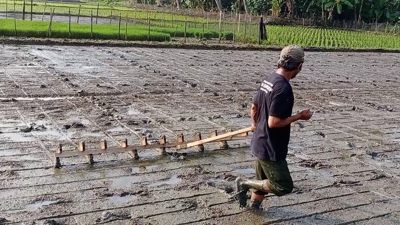 Caplak Jejer legowo 2:1#petani #organik #mandiripupuk #pertanian #jejerlegowo 