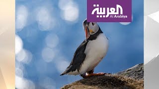 صباح العربية | المتجمد الشمالي بعدسة مصور سعودي