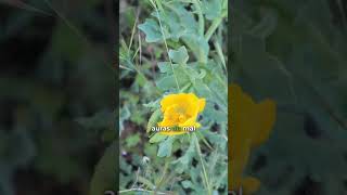 Un pavot jaune toxique