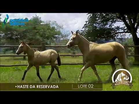 LOTE 2 -  HASTE DA RESERVADA