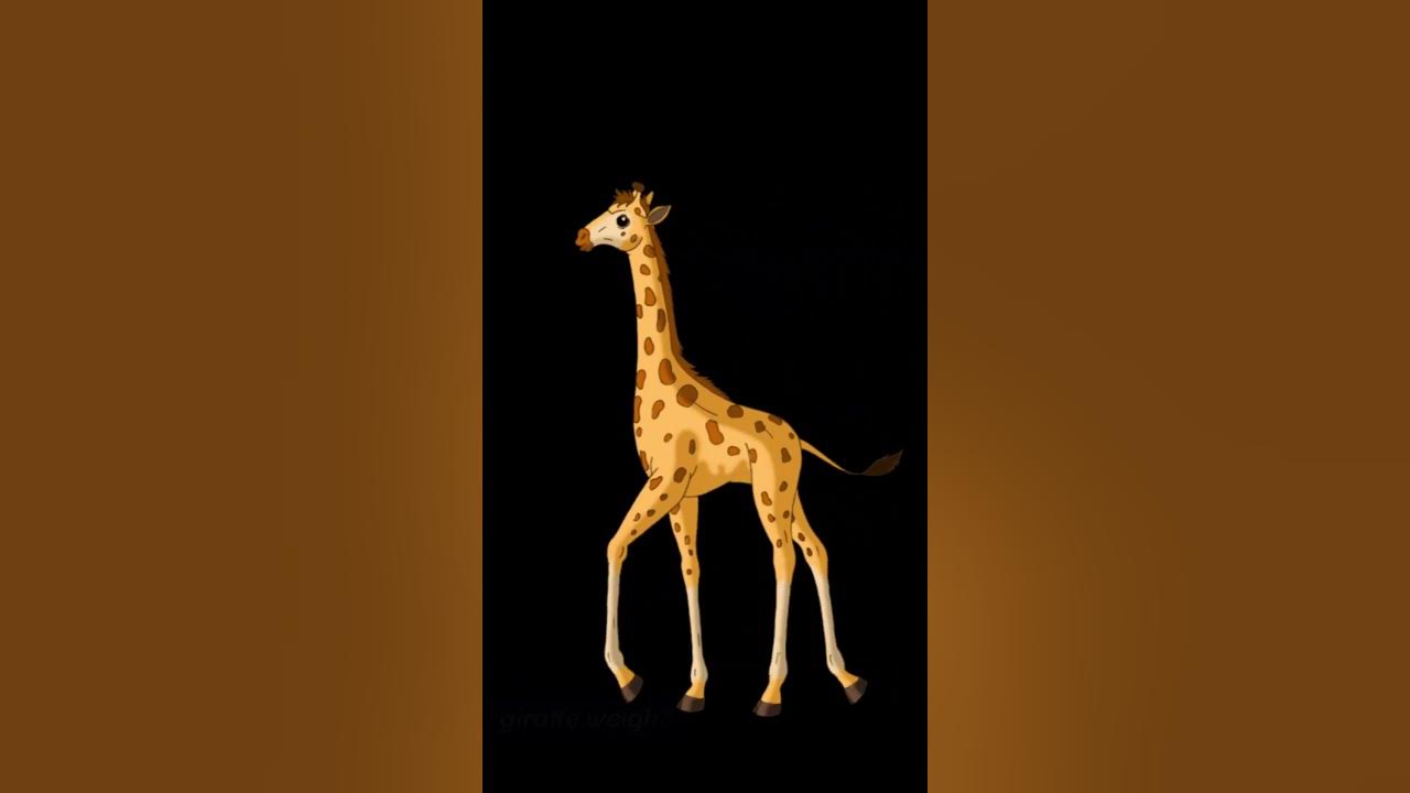 How much does a newborn giraffe weigh? - YouTube