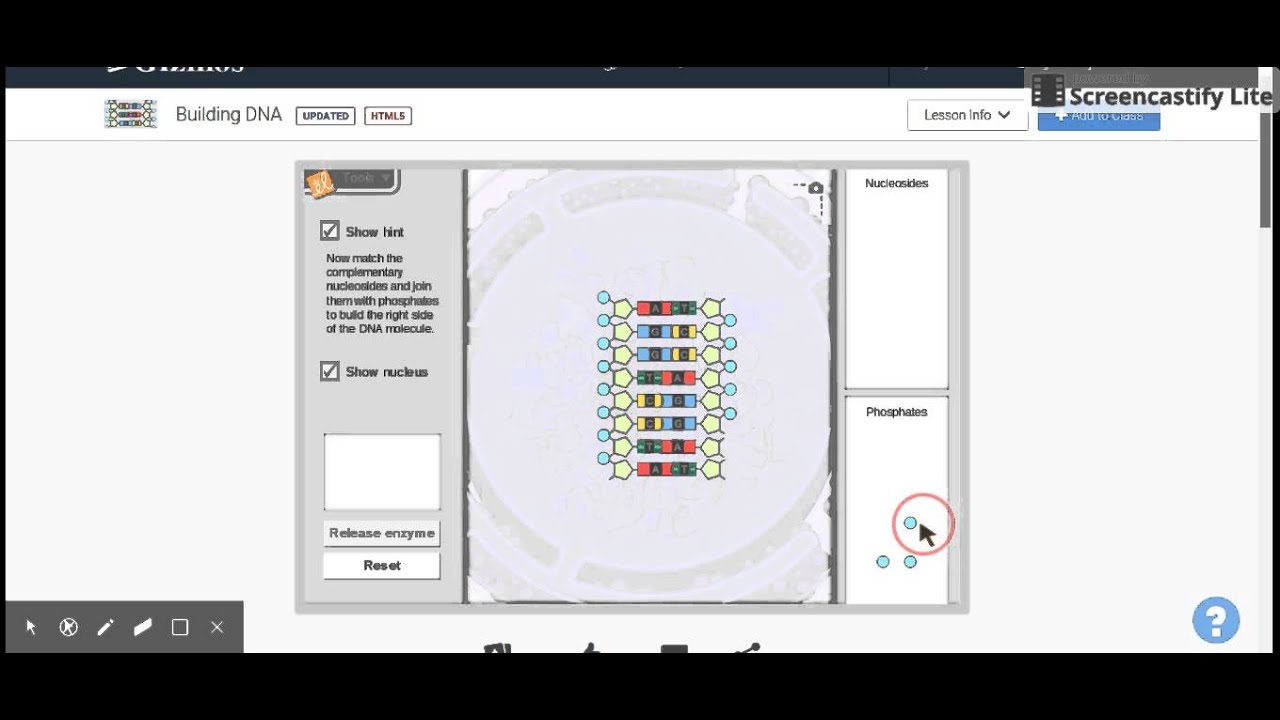 Building Dna Gizmo Answer Key - This is often linked to ...