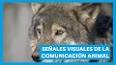 Las maravillas de la comunicación animal ile ilgili video