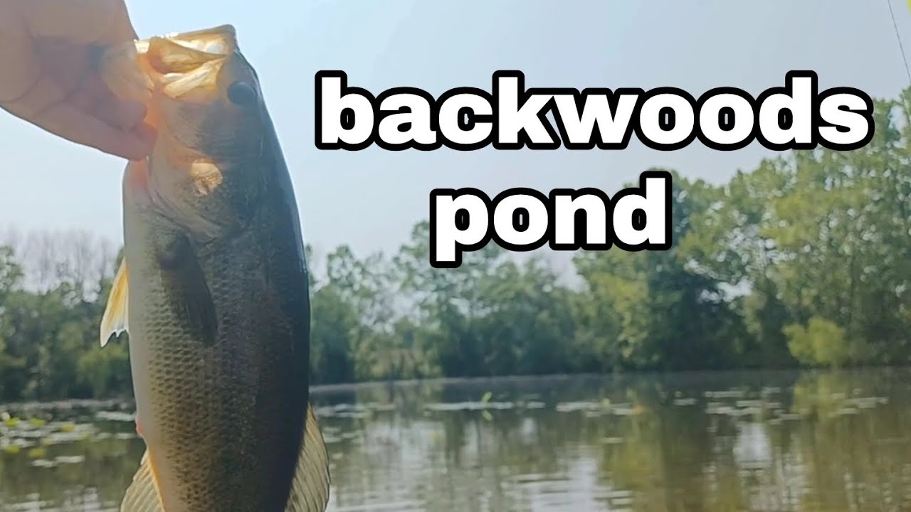 bass fishing at the backwoods pond's