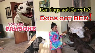 How Do I Treat Dog | Best Food For Dogs