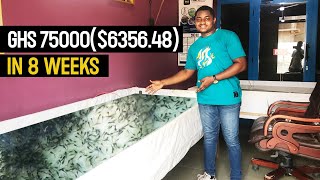 How He Started His Catfish Hatchery with GHS 40000($ 3390.12) In Ghana #catfish_farm_ponds #hatching