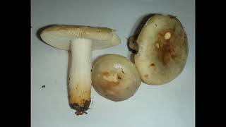 Russula versicolor