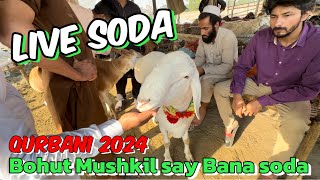 Bohut Mushkil Ka Saath deal final ? | Live soda | chaki dombe | Lahore Bakra Mandi Shahpur Kanjra