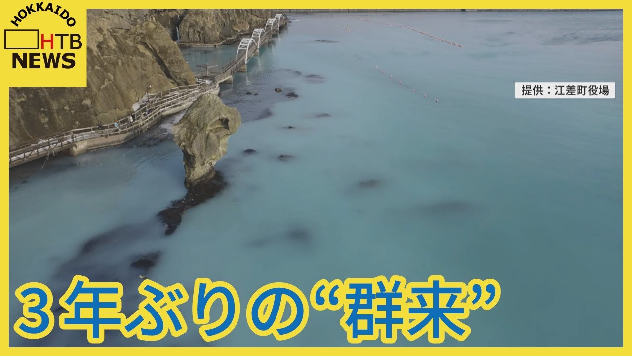 白く濁った海面 そのわけは？ 北海道江差町に3年ぶりの「群来」到来