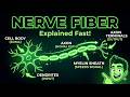 Nerve Fiber Structure Explained Simply |Axon, Myelin Sheath & Nodes of Ranvier/Nerve Fiber Structure
