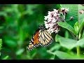 Preview  the monarch butterfly  vido 1080p