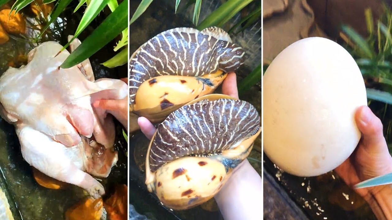 Bể Cá THẦN KỲ và CA CA Tốt Bụng P02 - Tik Tok Trung Quốc || Mochi Food