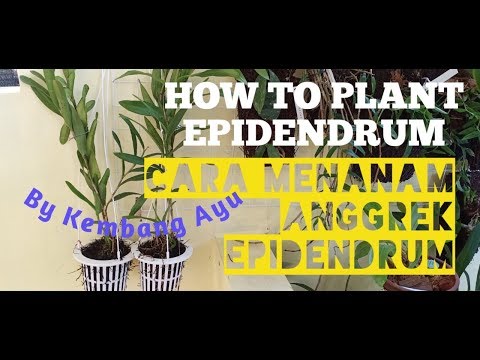 Video: Menanam Anggrek Epidendrum - Cara Merawat Epidendrum