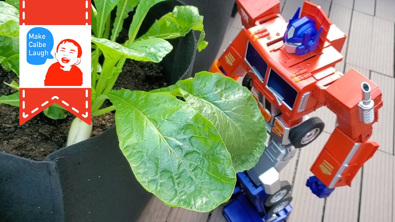 Can Robosen Transformer Optimus Prime help harvest and workout!