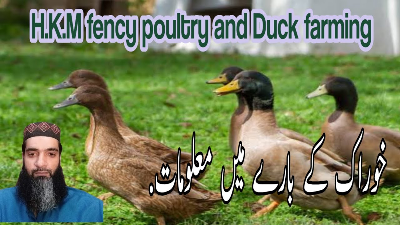 khaki Campbell Ducks ko palna or bhi asaan. YouTube