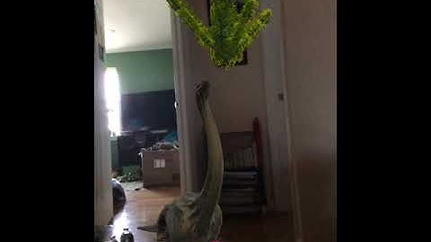 Brachiosaurus 🦕 | Jurassic World Alive AR #Shorts