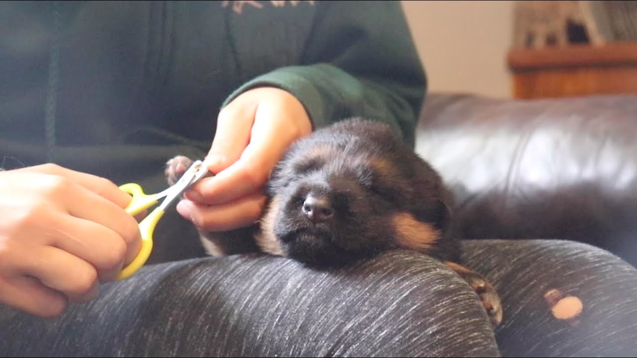 Grooming & Handling - YouTube