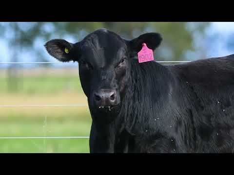 LOTE 82   TAT 1902 F Ultrablack