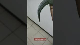 tokay gecko morph powder blue #shorts #lizard #reptiles #tokaygecko #tokek