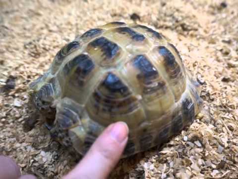 Как определить возраст сухопутной черепахи в домашних условиях