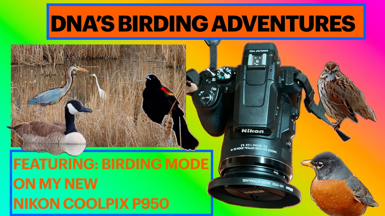 Nikon Coolpix P950 Test Run with the BIRDING MODE -MY NEW CAMERA—Plus New BIRDS for our 2025 List