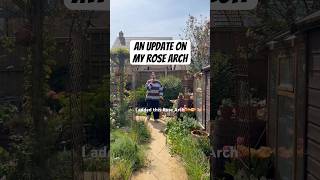 An update on my rose arch #gardening #newbuildgarden #garden