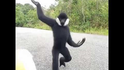 very cute white cheeked gibbons.