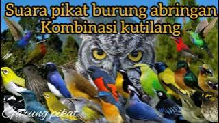 suara pikat semua jenis burung abringan gunung