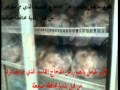 بلدية صامطة تقبض على دجاج فاسد 