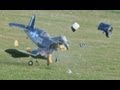 RC PLANE CRASH - CM PRO 90 F4-U CORSAIR AILERONS REVERSED - SUPER TIGRE 2000 - MARK AT HDMFC - 2011