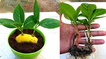 Grow hydrangea cuttings in Banana simple and effective | How to grow Hydrangeas