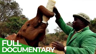 Elephants - Back To The Wild Part 1 - The Orphanage Of Elephants Free Doentary Nature