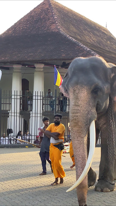 ගැම්මට යමු අයියේ මිනිසු බලාන් ඉන්නවා ❤️🤗 #elephant #shorts