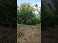 MA WILDERNESS ADVENTURES prenosi uživo!