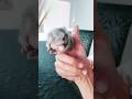 Finger Monkey Most Adorable And Cute Marmoset Pet