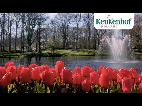 Enjoy this new video of our beautiful park!🌷- Keukenhof Virtually Open