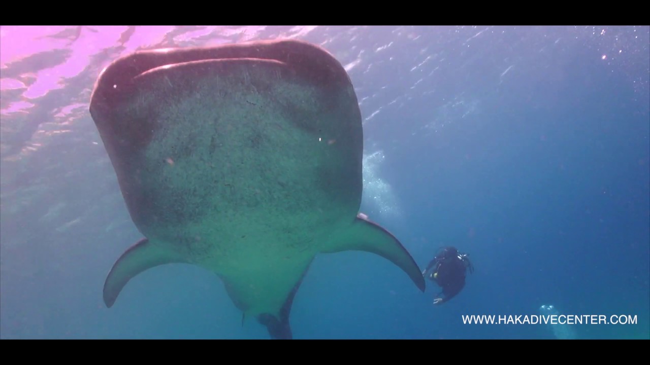 The Best Diving In Panglao, Bohol, Philippines