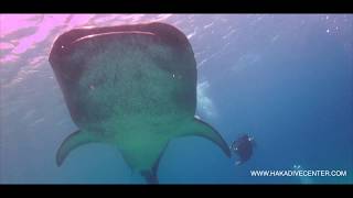 The Best Diving In Panglao, Bohol, Philippines