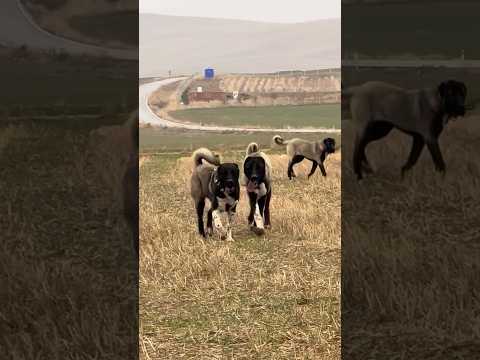 Kara aslan🧿 #kangaldog #dogs #kangal #köpek #doglover #dogshorts #doglife #dogvideos #dogfight #dog