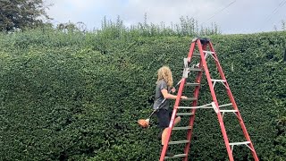 Cutting a large hedge/video sped up