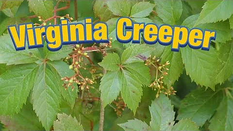 Virginia Creeper Rash Solutuion