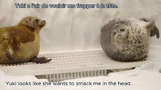 '🤔I don't understand why..Yuki gets easily annoyed with me.' Ringed seal Mizore (@icetdn on Twitter) '🤔I don't understand why..Yuki gets easily annoyed with me.' Ringed seal Mizore (@icetdn on Twitter)